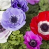 Kako posaditi gomolje anemone